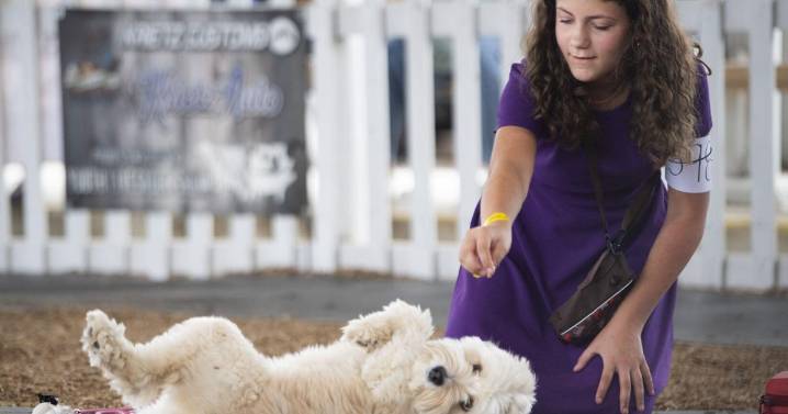 Dogs have their day at fair contest