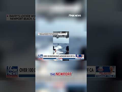 FLYING HIGH: Dolphins leap more than 10 feet alongside boat #shorts #dolphin #california #beach #us