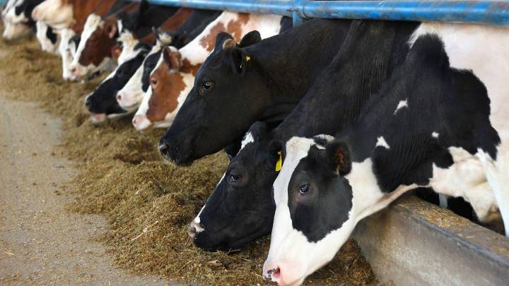 La ganadería que viene: precios récord en dólares, márgenes ajustados y un futuro promisorio