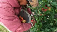 Ellington's Johnny Appleseed's Farm gears up for peak season amid apple harvest