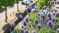 Ni lavanda ni rosas: la planta de pocos cuidados que es ideal para decorar y perfumar tu terraza al mismo tiempo