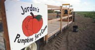 Montana Ag Network: 'Jordan's Pumpkins for a Cause'