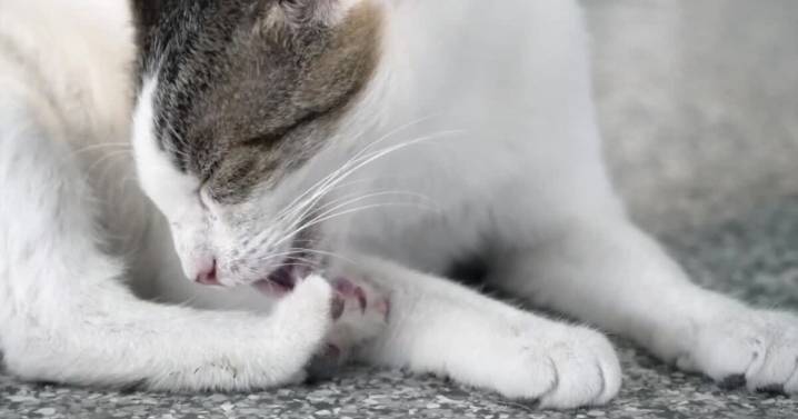 AB 867 could ban a cat-astrophic procedure known as declawing