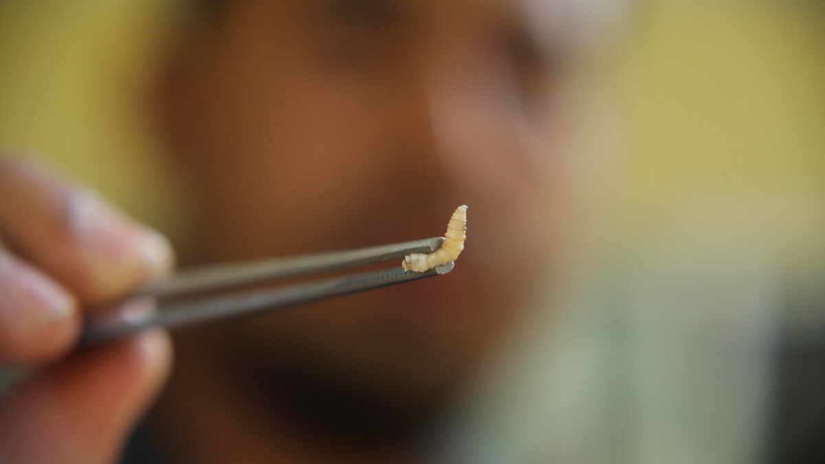 Mexico reports its northernmost detection of New World screwworm