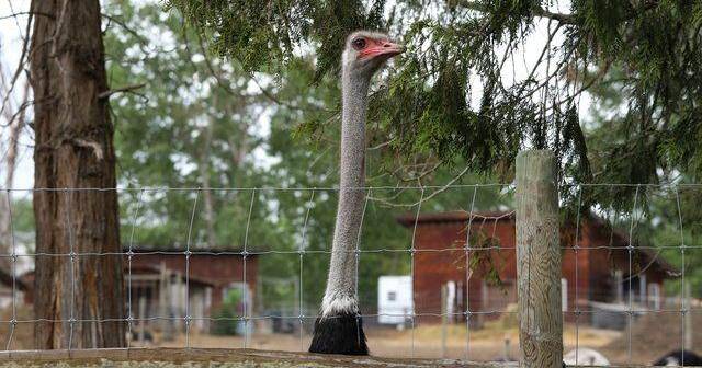 A timeline of the fight to save a flock of ostriches in a B.C. farm