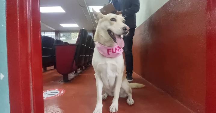 Protestan a Embajadores de Bienestar Animal en la PFLC