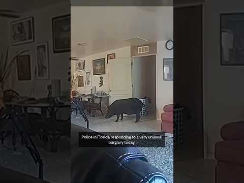Police wrangle wild boar running rampant in Florida home