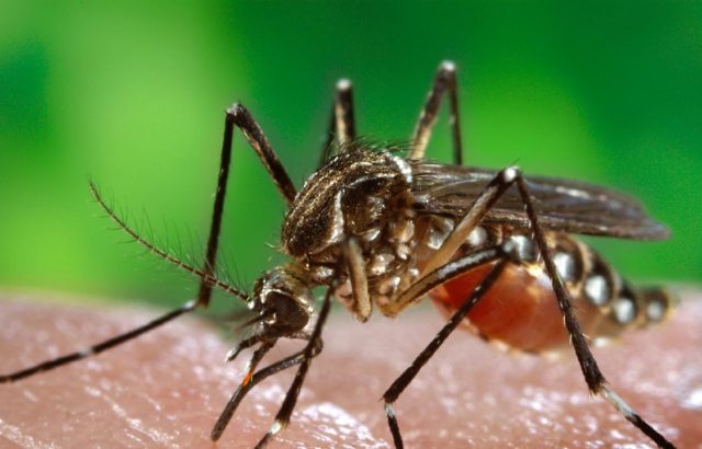 Mosquitoes found in City Heights, Skyline, carry West Nile virus
