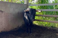 Reportan 50 nuevos casos de gusano barrenador en Yucatán; la alerta sanitaria continúa