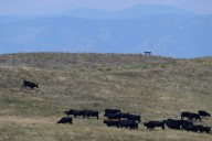 Make way for cattle: Section of Meadowlark Trail near Superior closed until November for grazing