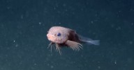 Biologists Discover ‘Adorable’ Deep