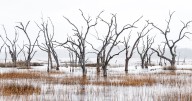 Georgia artist documents the coast’s disappearing treescape