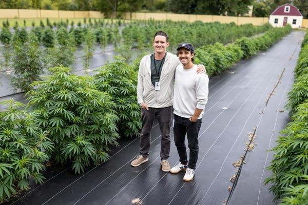 Lindstrom farm makes recreational cannabis extract