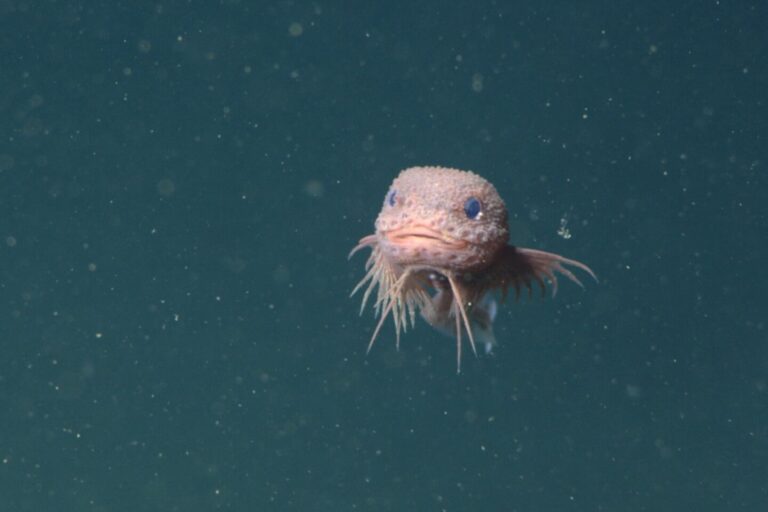 Researchers describe three new-to-science snailfish species off California coast