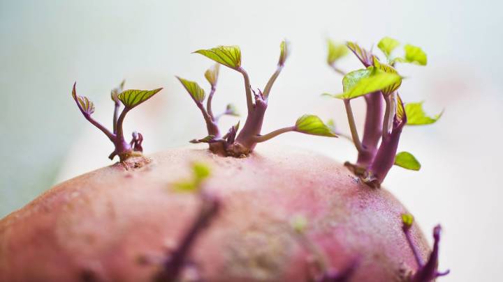 Una planta muy noble: cómo tener una enredadera en casa a partir de una batata