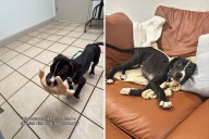 Foster Puppy Taken To Vet Assuming He's Malnourished