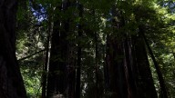 Why Apple is investing in a California redwood forest