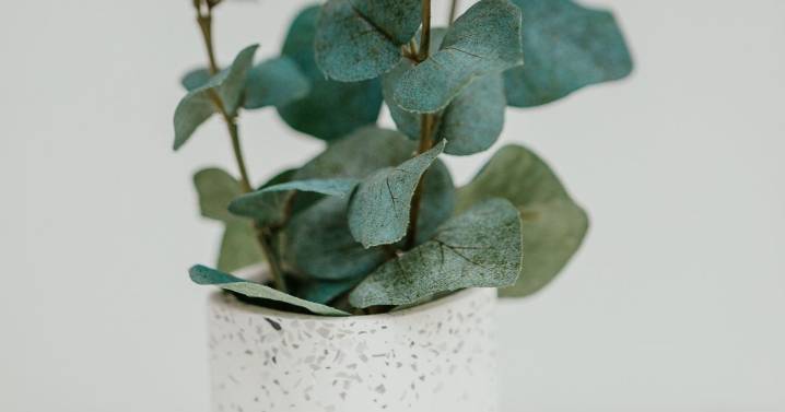 UK households urged to remove 5 plants from bedroom that can ruin a night's sleep