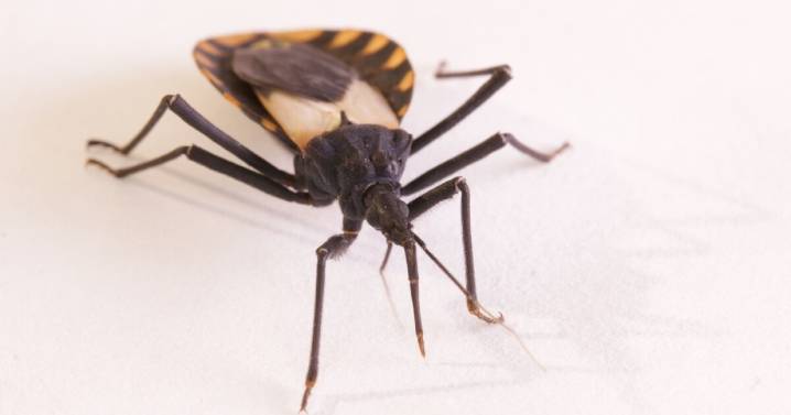 Deadly 'kissing bug' disease —  or Chagas — is now endemic in US, researchers say