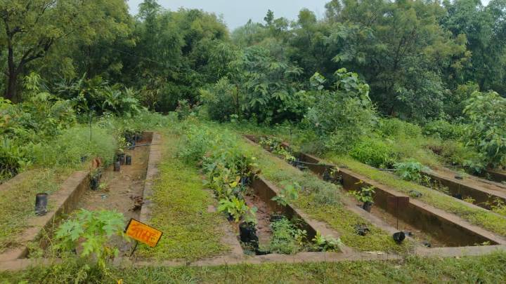 Meerut Resident Transforms Alwar Village; Develops Green Patch And Herbal Nursery