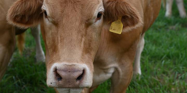 KY3 Digital Extra: Warsaw, Mo., farm breeds rare cattle from Spain