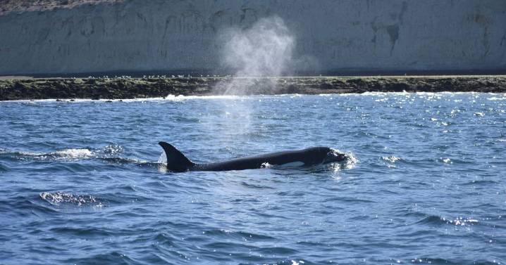 El público fue testigo del ataque de orcas a ballenas en Puerto Madryn: los investigadores destacaron que es «un proceso natural»