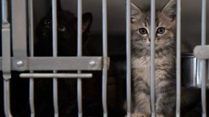 Animal shelter incinerator burns methamphetamine, workers sickened