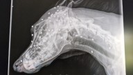 Owner shoots dozens of air-rifle pellets to dogs head leaving him with life