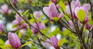 Nasty 'fungus' on Japanese magnolias is really scale insects. Dan Gill explains what to do.