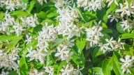 Cómo cuidar un jazmín de leche en maceta para que tu jardín huela mejor que nunca