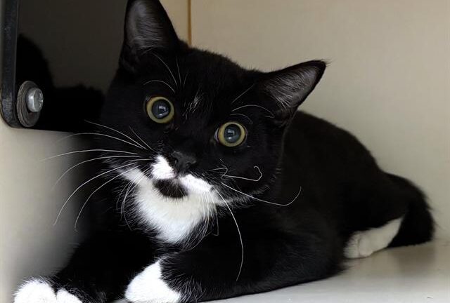 2 separate kitten incidents prompt warning for drivers to check under the hood