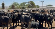 Hasta ocho años de cárcel por meter ganado enfermo a Chihuahua