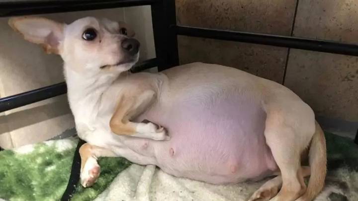 Kansas Rescue Dog Delivers Record-Breaking Litter On National Puppy Day