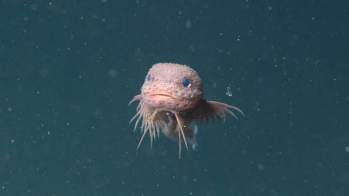 Hallan Nueva Especie de Pez con "Cara Rugosa" a 3 Kilómetros de Profundidad