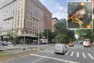 Pair of dead chickens found on same NYC block for second time in 4 months
