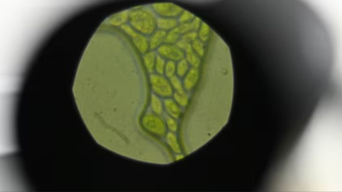 Revelan el rol de una microalga en la captura de dióxido de carbono en el océano Antártico