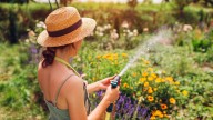The Pretty Purple 'Weed' That Will Attract Birds & Pollinators To Your Yard
