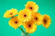 Flores amarillas: qué significan y por qué se dan el 21 de septiembre