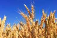 Canada plans to export more ag products to Indonesia
