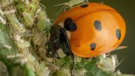The 'Pest' That Can Actually Act As A Natural Pest Control In Your Garden