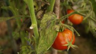 Tomato Blight: What It Is And How To Save Your Plants