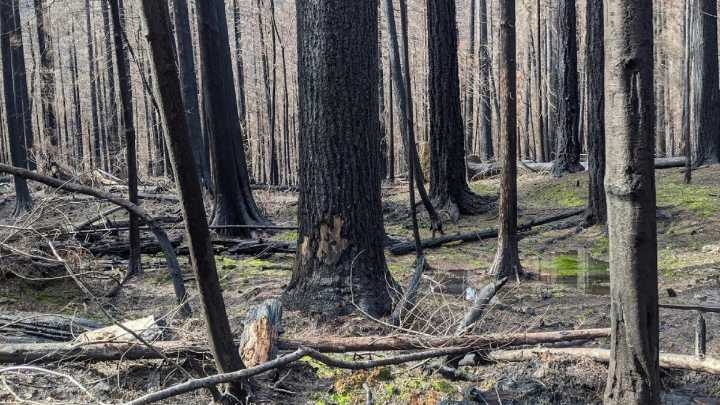 'Another 5 years to go:' Glide continues its recovery from 2020’s Archie Creek Fire