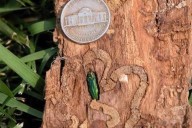 Infamous Emerald Ash Borer