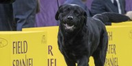 Madison resident to judge Westminster Dog Show