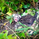 Nació un cunaguaro en el Zoológico Las Delicias de Maracay
