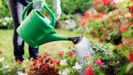 La planta que no necesita mucho riego y mantiene tu jardín lleno de color todo el año