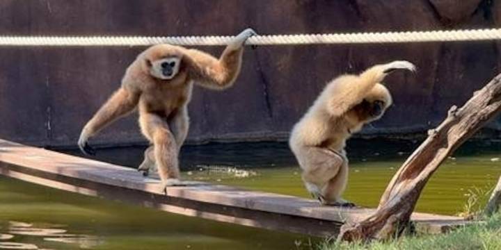 Honolulu Zoo finds mate for aging primate