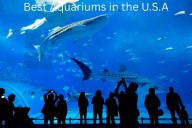 Top Aquariums In The U.S. Showcasing Marine Life And Conservation