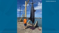 Father and son reel in 650-pound fish in Hawaii