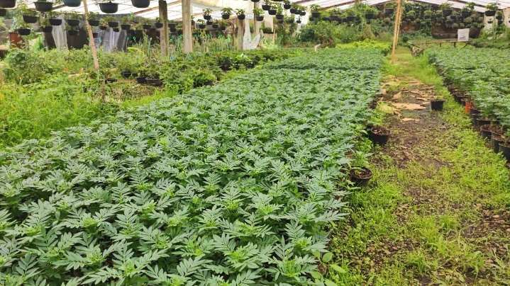Tetela del Monte alista 300 mil plantas de flor de cempasúchil para esta temporada
